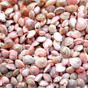Pink Umbonium Seashells: Small Crafting Shells, Vase Fillers