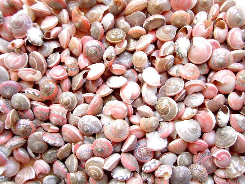 Pink Umbonium Seashells: Small Crafting Shells, Vase Fillers image 1
