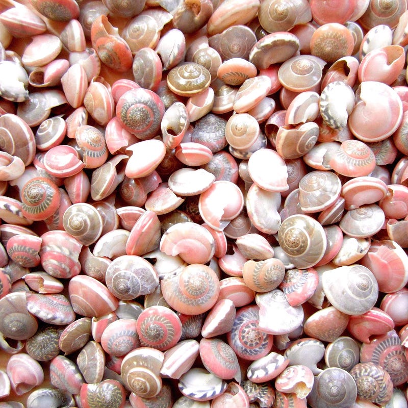 Pink Small Seashells - Etsy