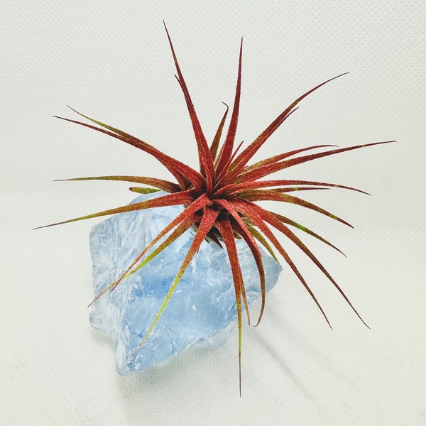 Blue Glass Rock Air Plant Terrarium: Unique Home Decor