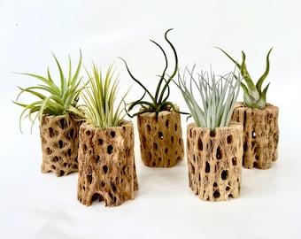 Air Plant Terrarium: Cholla Wood Planter, Home Decor, Wedding Favor
