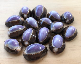 Purple Cowrie Shells-Sea Shells Bulk-Cowrie Shell-Sea Shells Bulk-Beach Home Decor-Ring Top Purple Cowrie-Beach-Sea Shells-Crafts Supply