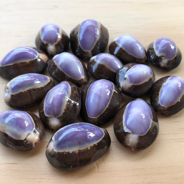 Purple Cowrie Shells-Sea Shells Bulk-Cowrie Shell-Sea Shells Bulk-Beach Home Decor-Ring Top Purple Cowrie-Beach-Sea Shells-Crafts Supply