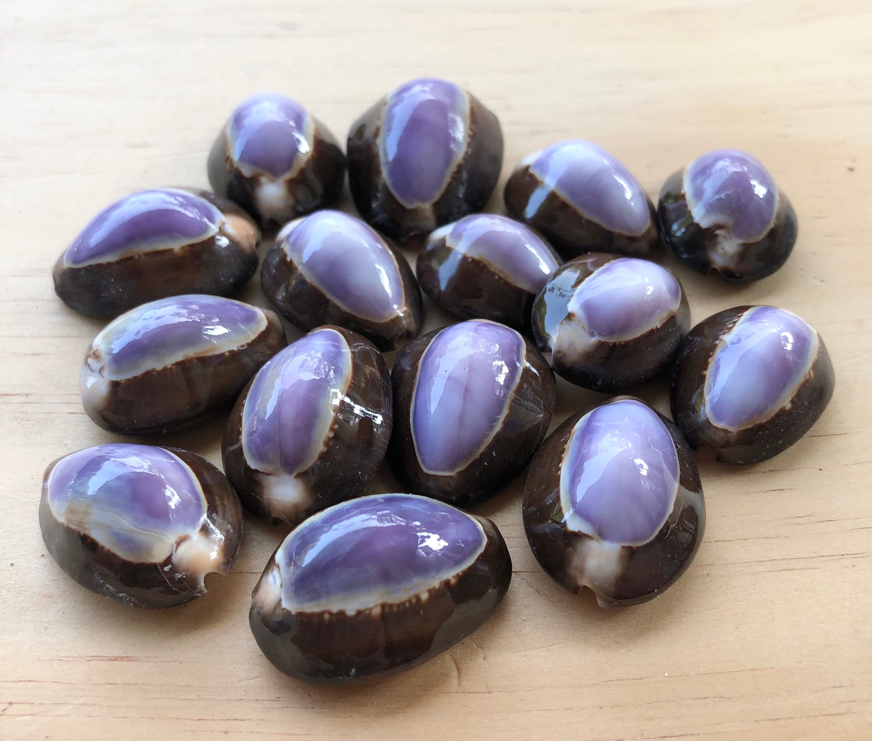 Tonna Sulcosa Shell-1 Piece-sea Shells for Crafting-tona Sea 
