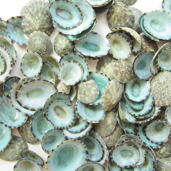 Green Limpet Seashells-0.5-1"-Beach Wedding Decor-Crafting Seashells-Blue Seashell-Green Seashells-Beach Decor-Bulk Seashells-Green Limpets