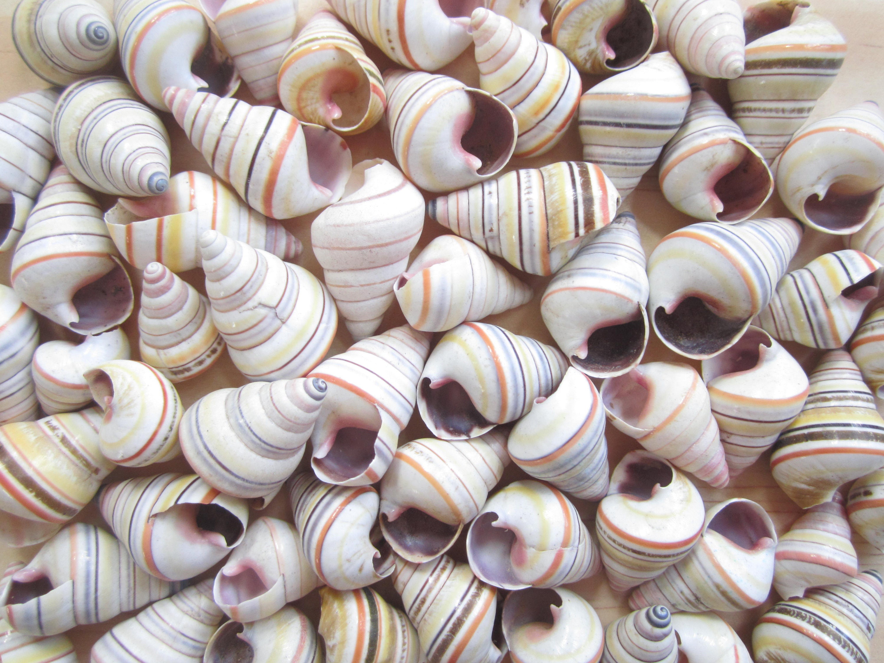 Center Cut Murex Virgineus 2 seashells Center Cut Murex Virgineus 2 seashells