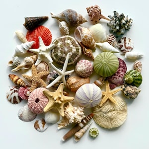 Assorted Sea Shell Mix-Beach Sea Urchin Mix-Sea Shells Bulk-Assorted Seashell Mix-Sea Shells-Sea Shells for Crafting-Beach Decor-Starfish