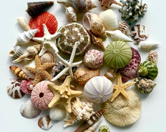 Assorted Sea Shell Mix-Beach Sea Urchin Mix-Sea Shells Bulk-Assorted Seashell Mix-Sea Shells-Sea Shells for Crafting-Beach Decor-Starfish