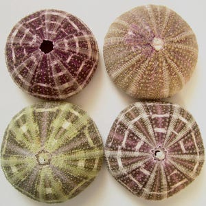 May include: Four sea urchin shells with a purple and white striped pattern. The shells are arranged in a square pattern on a white background.
