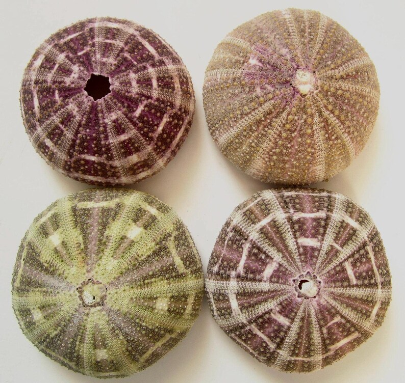 May include: Four sea urchin shells with a purple and white striped pattern. The shells are arranged in a square pattern on a white background.