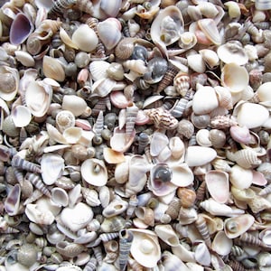 Small Shell Mix-1/4&quot;-3/4”-Tiny Shell Mix-Craft Seashells-Small Seashells-Beach Wedding Decor-Seashells Supplies-Tiny Seashells
