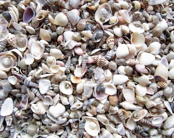Small Shell Mix-1/4&quot;-3/4”-Tiny Shell Mix-Craft Seashells-Small Seashells-Beach Wedding Decor-Seashells Supplies-Tiny Seashells