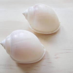 White Channeled Bonnet Shells-6 Pieces-Sea Shell Bulk-Beach Wedding Decor-Shells-Sea Shell Supplies-Beach Home Decor-She Shells-Seashell