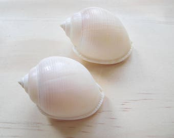 May include: Two white seashells with a smooth, glossy finish. The shells have a ridged texture and are arranged on a light wood surface.
