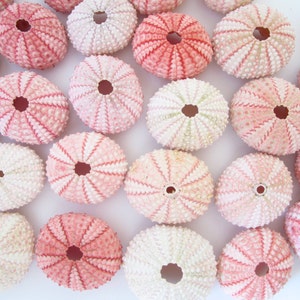 Pink Sea Urchin set of 10-Beach Wedding Decor-Sea Shells Bulk-Beach Home Decor-Seashell Crafts-Sea Urchin-Beach Wedding Favors-Urchin image 1