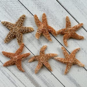 Sugar Starfish 100 Pc Discounted Damaged-Sugar Starfish Sale-Starfish Bulk-Beach Home Decor-Wedding Favors-Wedding Decorations-Starfish