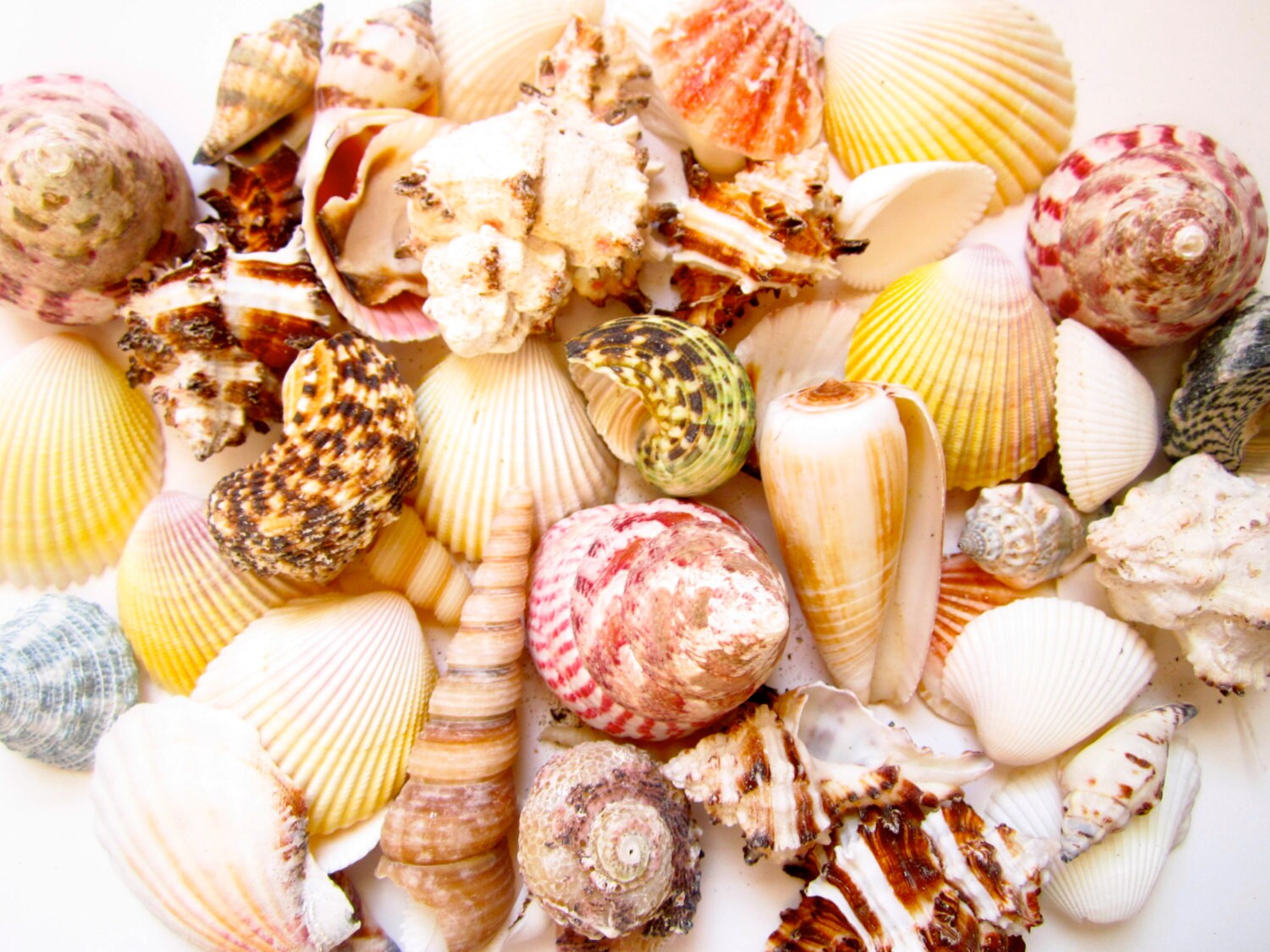 Group Of Sea Shells On Beach by Nine Ok