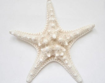 White Knobby Starfish 6-8"-1 Piece-White Starfish-Beach Wedding Decor-Starfish Bulk-Starfish for Crafts-Beach Home Decor-Crafting Supplies