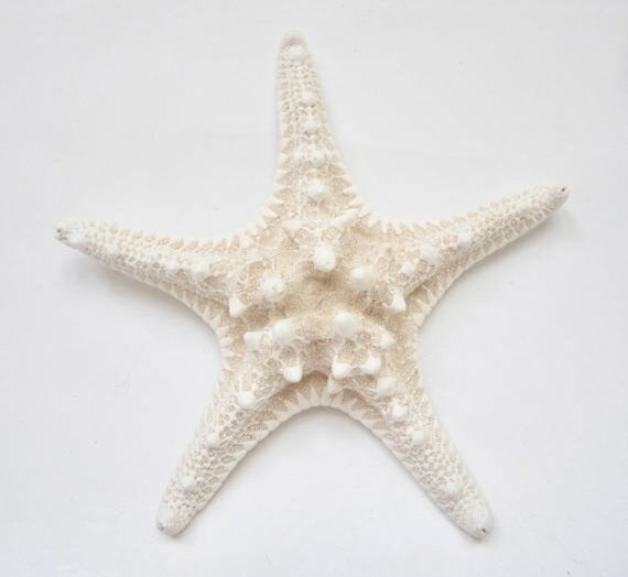 White Knobby Starfish 6-81 Piece-white Starfish-beach Wedding  Decor-starfish Bulk-starfish for Crafts-beach Home Decor-crafting Supplies  