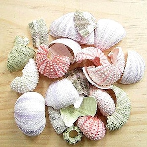 Assorted Sea Urchins Broken-Pink Urchin-Purple Urchin-Alfonso Urchin-Thai Urchin-Sputnik Urchin-Sea Urchin Pieces-Sea Urchin Bulk