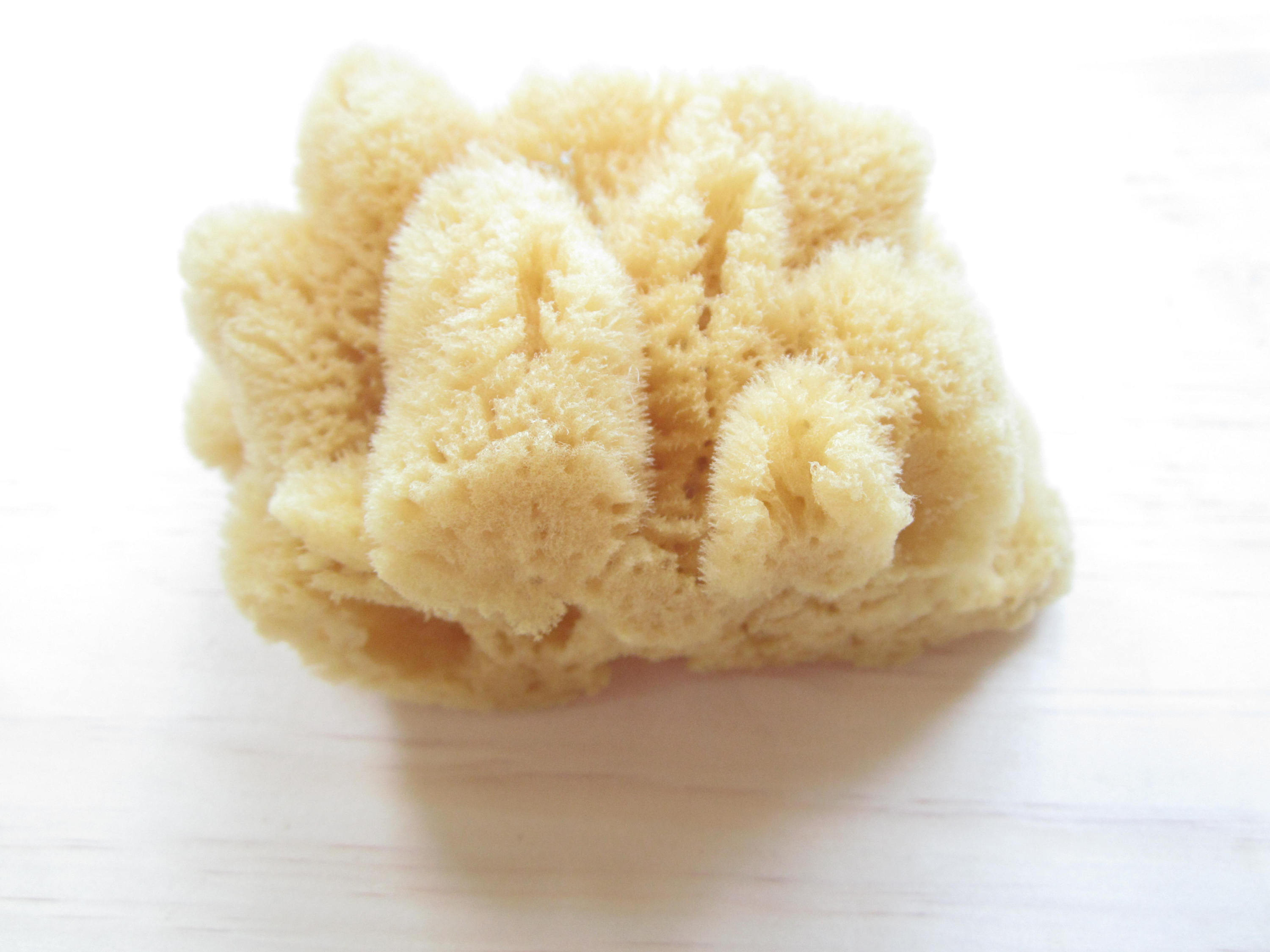 Silk Bath Cut Sponges341 PieceNatural Sea Etsy