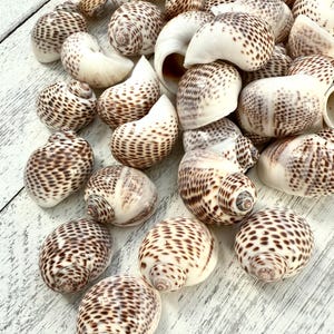 May include: A collection of small, white seashells with brown spots. The shells are arranged in a pile on a white wooden surface.
