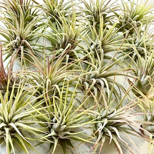 Air Plants Bulk-Ionantha Guatemala AKA-Ionantha Rubra-Air Plant Bulk-Tillandsia Air Plant-Terrarium Air Plant-Air Plant Assortment