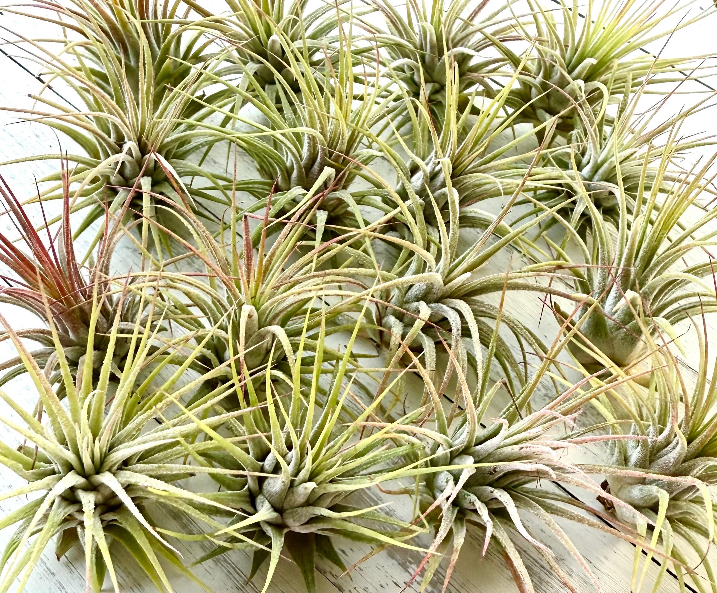 Bulk Tillandsia Ionantha Air Plant Assortment: Terrarium Plants (1