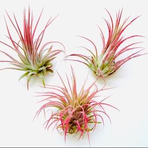 May include: Three air plants with pink and green leaves. The plants are arranged in a triangular shape on a white background.