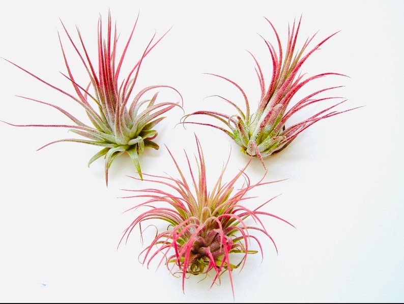 May include: Three air plants with pink and green leaves. The plants are arranged in a triangular shape on a white background.