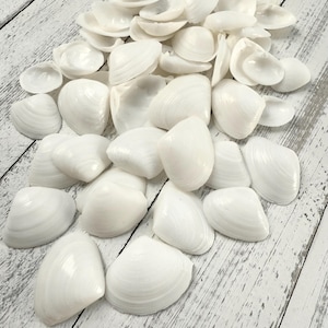 Snow White Cay Cay Seashells: Bulk Small Shells for Crafting