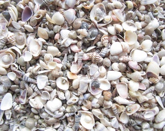 Small Shell Mix-1/4"-3/4”-Tiny Shell Mix-Craft Seashells-Small Seashells-Beach Wedding Decor-Seashells Supplies-Tiny Seashells