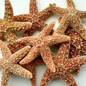 Sugar Starfish-Sugar Starfish 4-5&quot;-Sugar Starfish Supplies-Beach Wedding Decor-Beach Home Decor-Beach Wedding Favors-Craft Supplies-Star