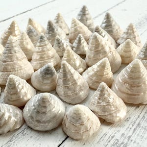 Among Pong Pearled Shells-Trochus Shells-White Pearled Shells-Wedding Decor-Small Shells-Trochus Pearled Shells-Small Shells-White Shells