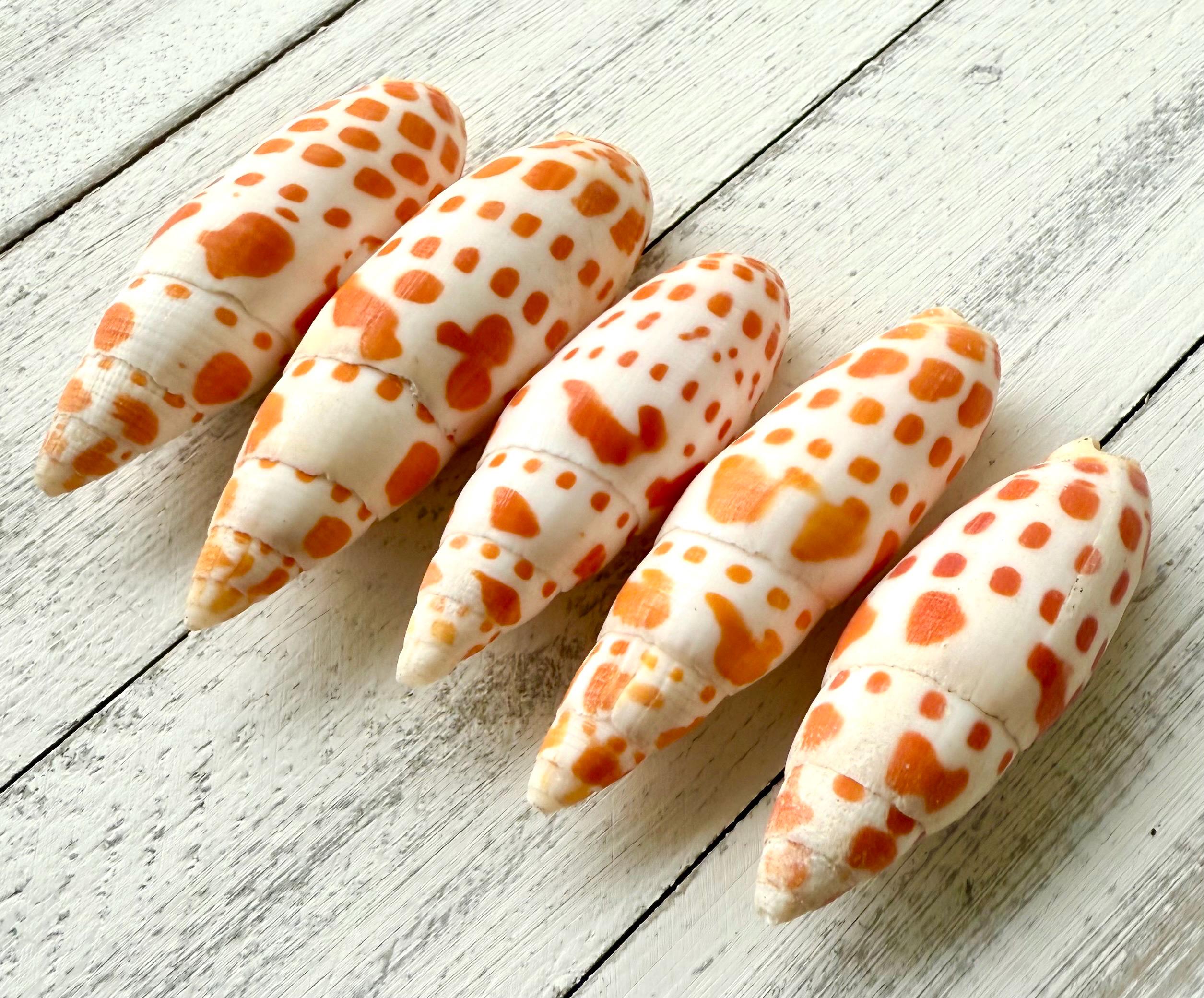 Mitra Episcopalis Shells, Bulk Orange Seashells, Beach Wedding