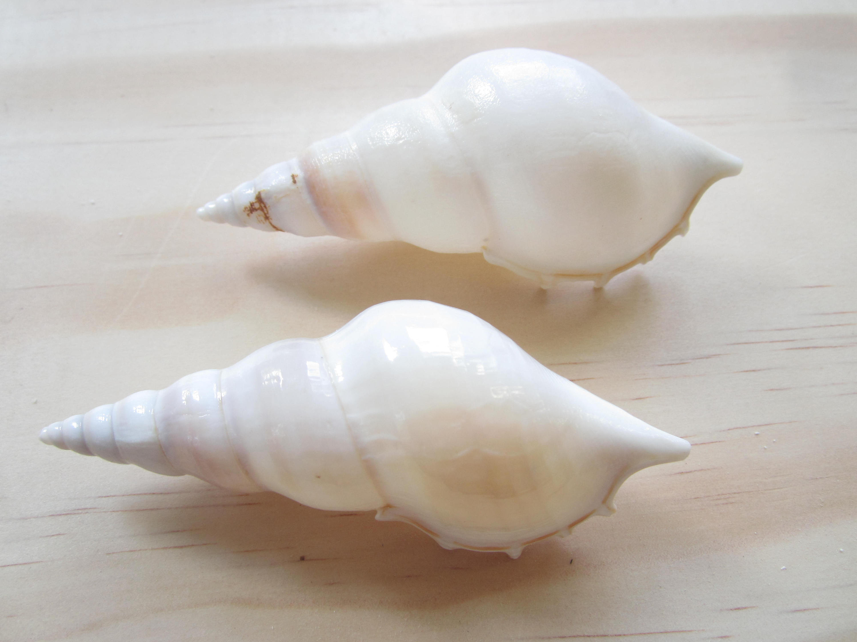 White Tibia Sea Shells (2): Beach Wedding Decor, Crafting Supplies - Etsy