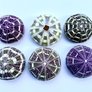May include: Six purple and white sea urchins with a geometric pattern. The sea urchins are arranged in two rows of three.