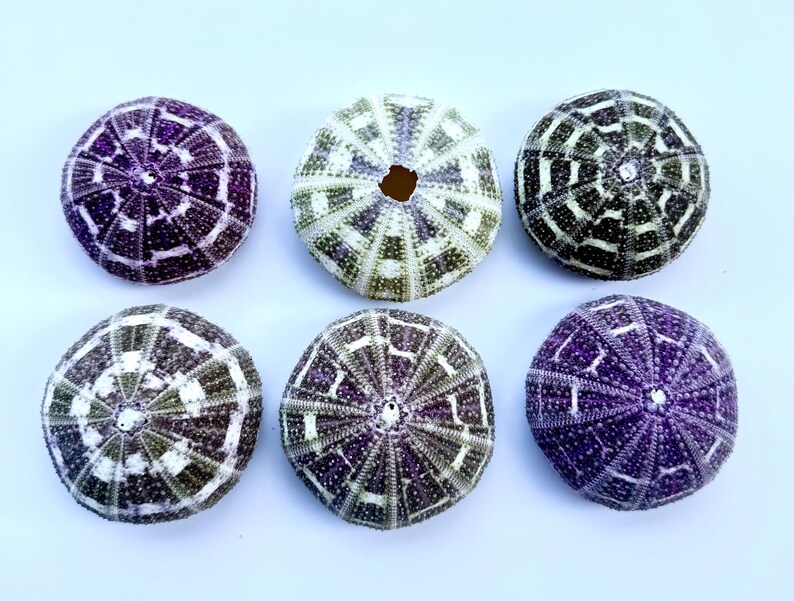 May include: Six purple and white sea urchins with a geometric pattern. The sea urchins are arranged in two rows of three.