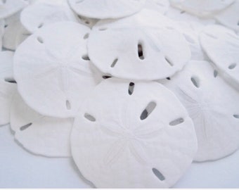 Sand Dollars-1.5-2"-75 Pieces-Beach Wedding Favors-Real Sand Dollar-Sand Dollar Bulk-Beach Wedding Decor-Beach Decoration-Sea Shell Bulk