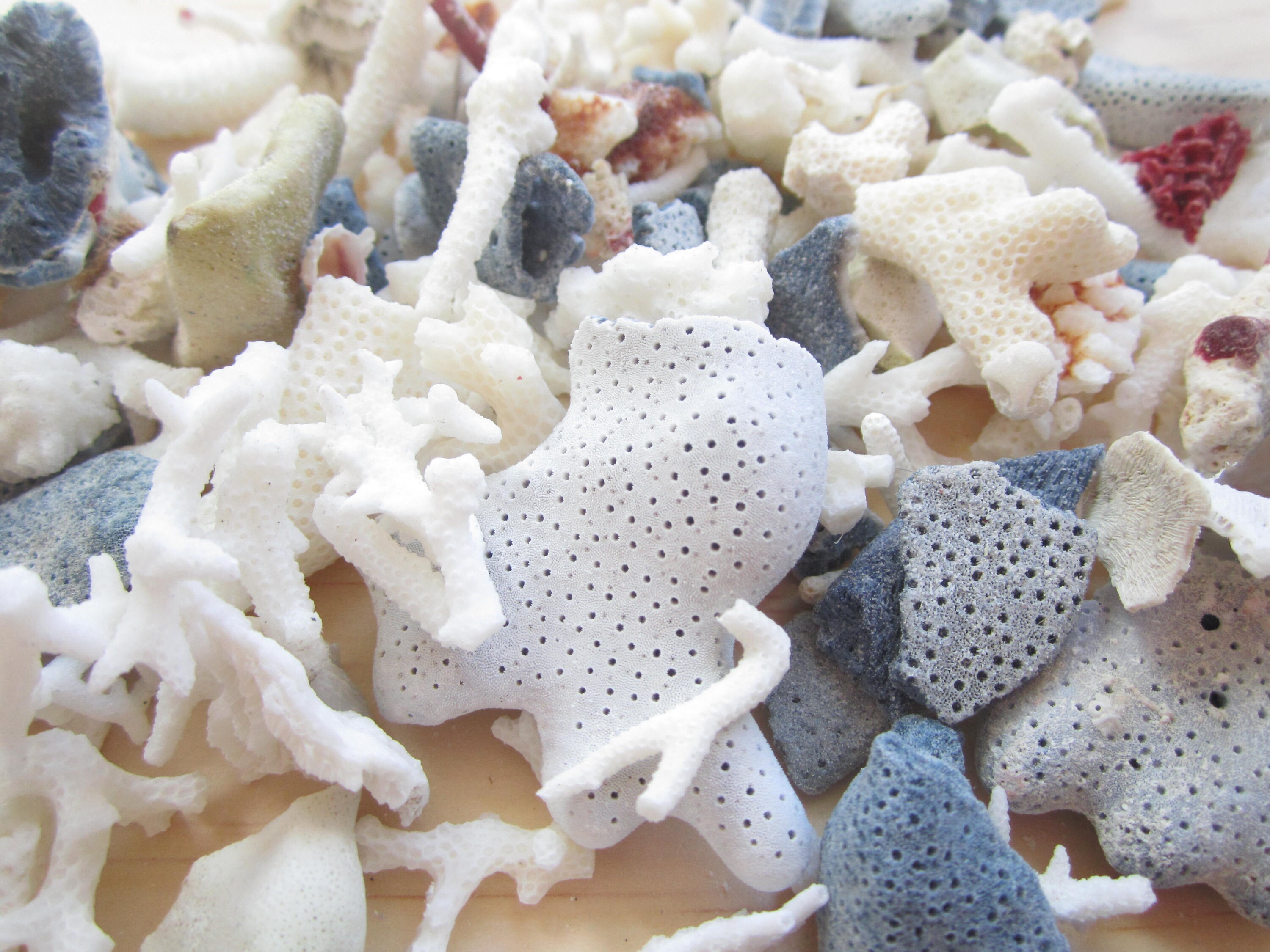 Assorted Real Coral PiecesCoral BulkBeach Coral Etsy