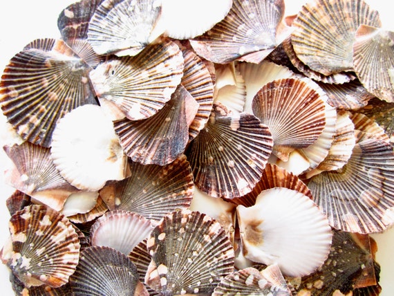 Small Scallop Shells-shell Bulk-seashell Supplies-scallop Shells for  Crafts-flat Scallop Shells-pectin Shells-wedding Decor-flat Scallops 