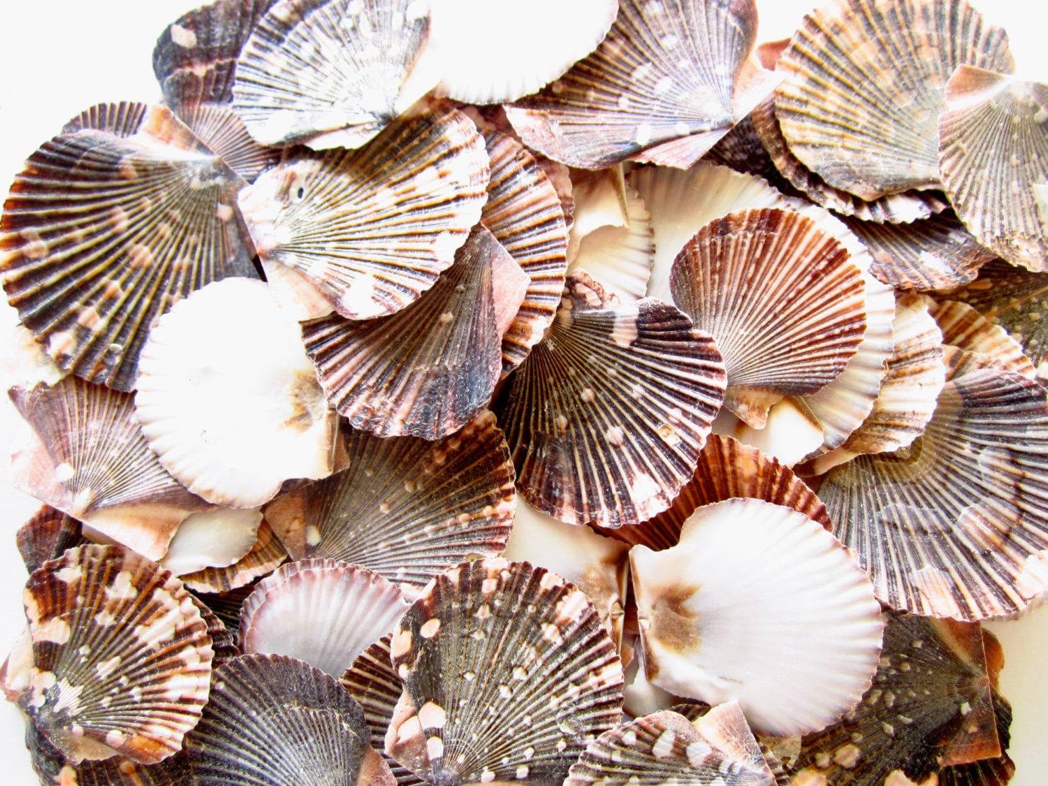 Small Sea Shells For Decorating, 330g 140~160pcs Bulk Tiny Seashells For  Crafting 1/2 - 1 1/4, Natural Scallop Shells For Crafts, Home Decor Vase  Fi