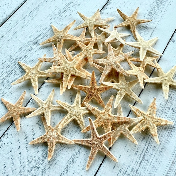 Tiny Tan Starfish-.5"-1"-Bulk Starfish-Starfish-Starfish Decor-Starfish Wedding Favor-Beach Wedding Decor-Tan Starfish-Philippine Starfish