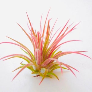 May include: A pink and green air plant with long, thin leaves. The plant is in bloom and has a white flower.
