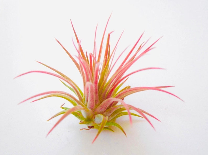May include: A pink and green air plant with long, thin leaves. The plant is in bloom and has a white flower.
