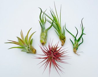 Air Plants Assortment Up to 5&quot; Tillandsia Air Plant Terrarium Air Plant Wedding Decor Wedding Favors Plants Air Plants Bulk Guatemala AKA