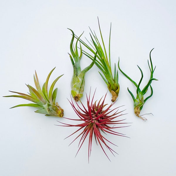 Air Plants Assortment Up to 5" Tillandsia Air Plant Terrarium Air Plant Wedding Decor Wedding Favors Plants Air Plants Bulk Guatemala AKA