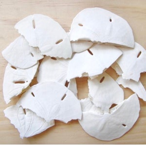 Broken Sand Dollars (3 oz): Beach Wedding Decor, Craft Supplies