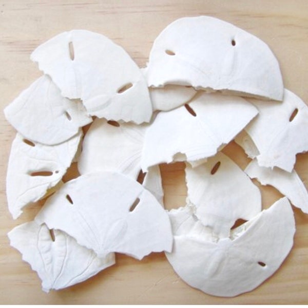 Sand Dollars Broken-3 oz-Hermit Crab Food-Sand Dollars for Crafts-Beach Wedding Decor-Vase Fillers-Sand Dollar Supplies-Sand Dollars