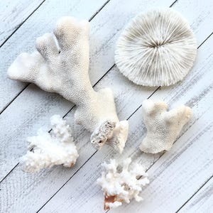Assorted Real Coral Pieces-Coral Bulk-Beach Coral Supplies-Beach Wedding Decor-Natural Sea Life Decor-Nautical Home Decorations-Coral Pieces